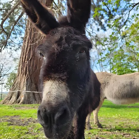 Le La Neverdiere * Ygrande