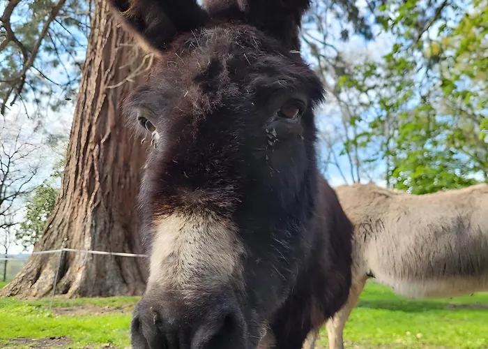 Le La Neverdiere * Ygrande